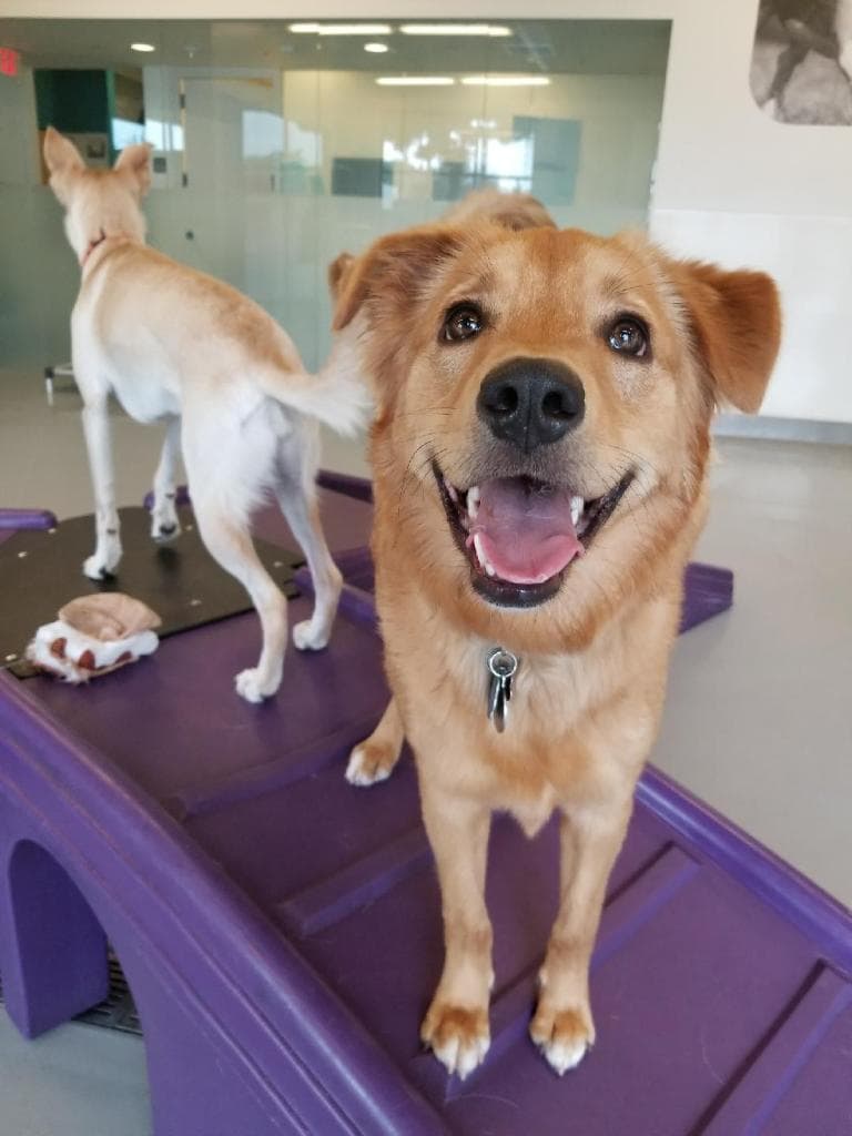Penny at Daycare
